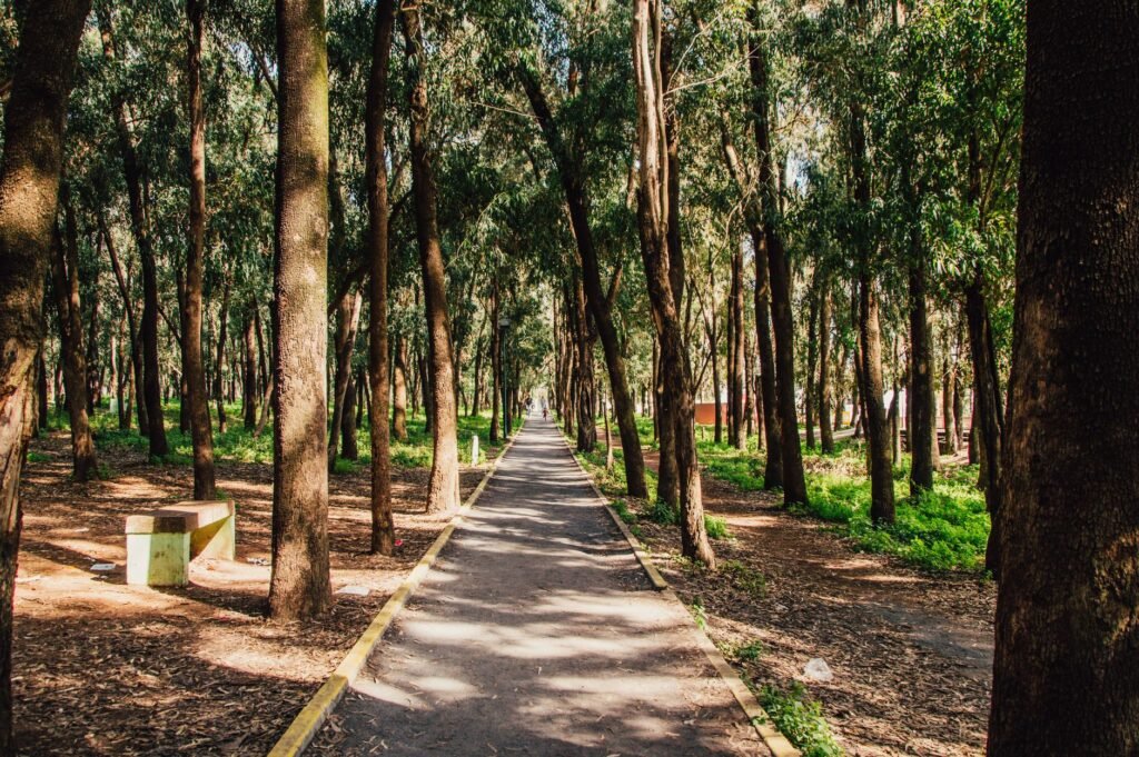A serene forest path in Kenitra, Morocco, surrounded by tall trees and sunlight filtering through the foliage.