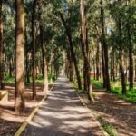 A serene forest path in Kenitra, Morocco, surrounded by tall trees and sunlight filtering through the foliage.