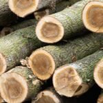 Close-up view of cut hardwood logs stacked together, featuring visible moss.