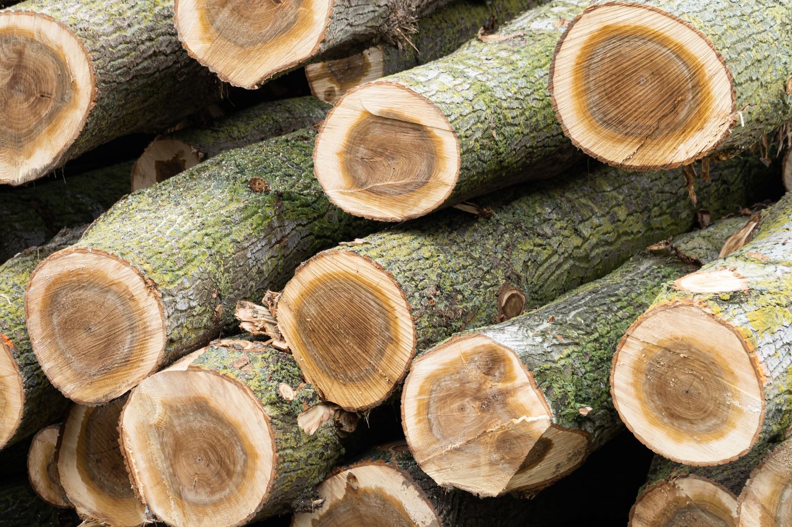 Close-up view of cut hardwood logs stacked together, featuring visible moss.
