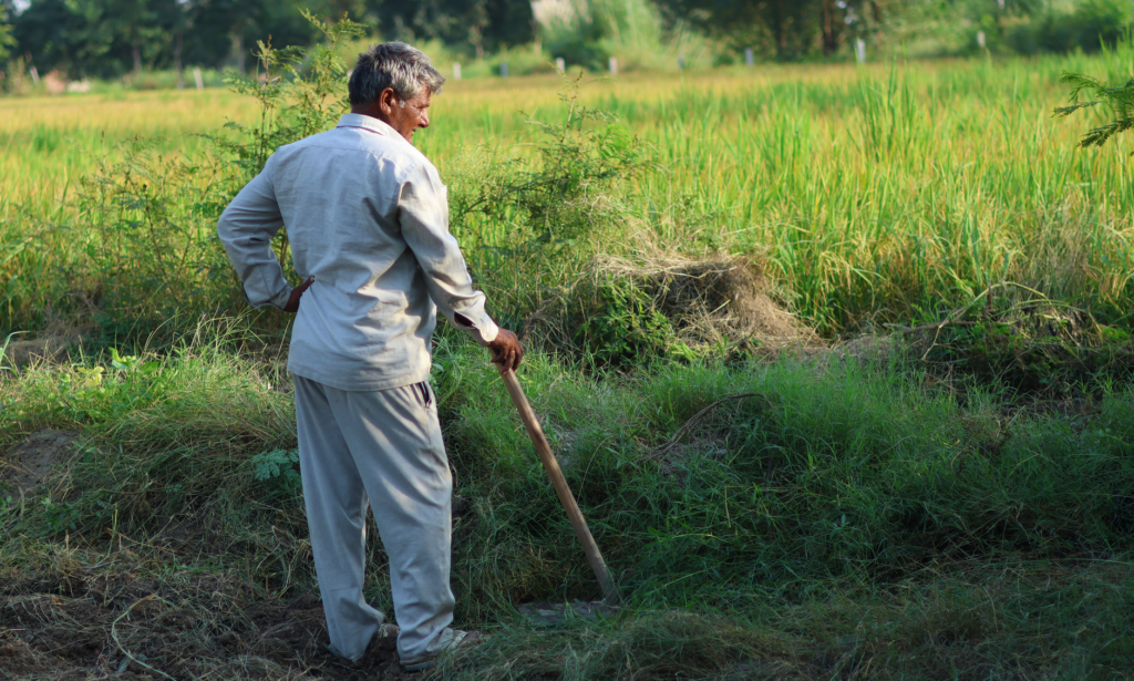 An elderly farmer stands contemplatively in a lush green field in Hansi, India.