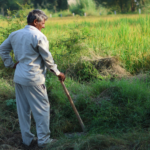 An elderly farmer stands contemplatively in a lush green field in Hansi, India.