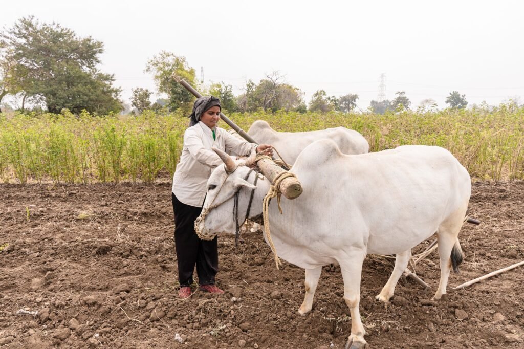A woman farmer plows a field with oxen in rural Nagpur, India, showcasing traditional agriculture.