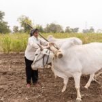 A woman farmer plows a field with oxen in rural Nagpur, India, showcasing traditional agriculture.
