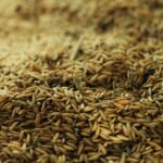 A detailed view of wheat grains in a pile, ready for processing.